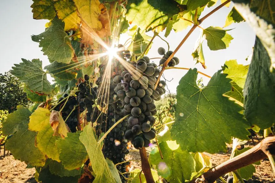 vignes terroir domaine vin