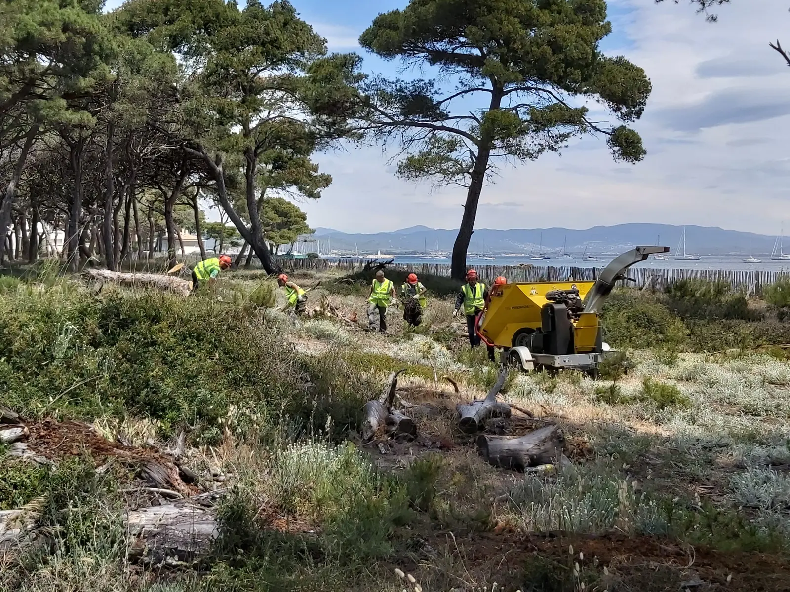 Opération d'entretien d'une parcelle forestière