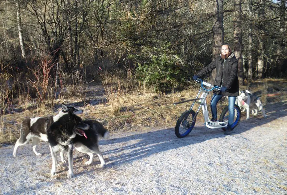 Au Hurlement du Crépuscule - cani randonnée