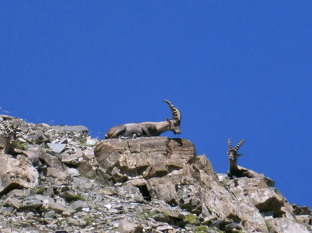 Rando Passion : Quand les bouquetins s'invitent à l'apéro
