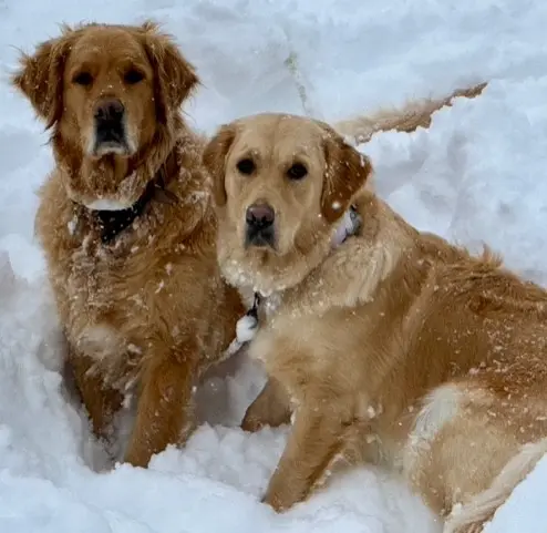 Miss Fripouille et Miss Canaille_Aponi_Val-d'Isère
