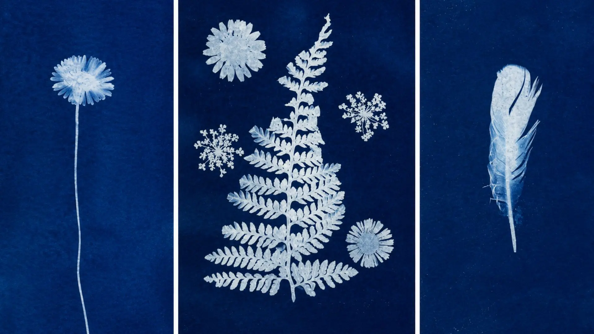 cyanotypes