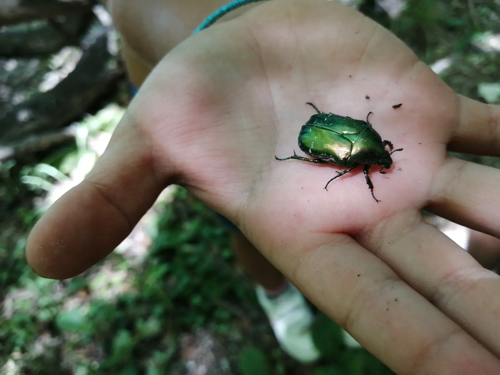 insecte