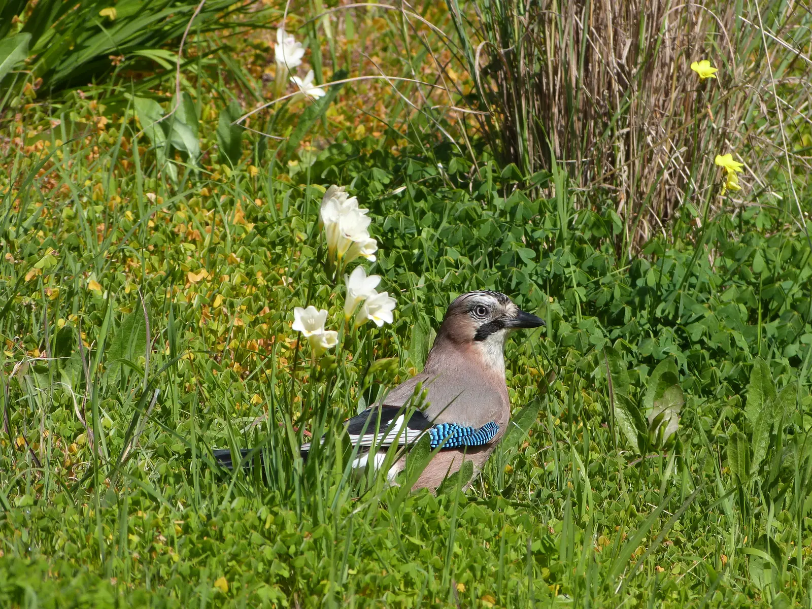 Chasse aux aux œufs au Domaine du Rayol_Rayol-Canadel sur Mer