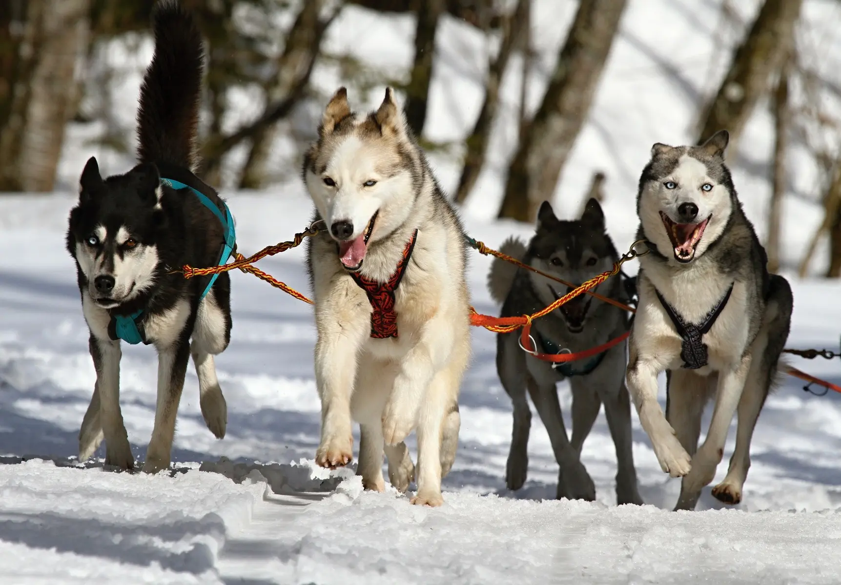 Balade en chiens de traineau sur le Plateau de Retord
