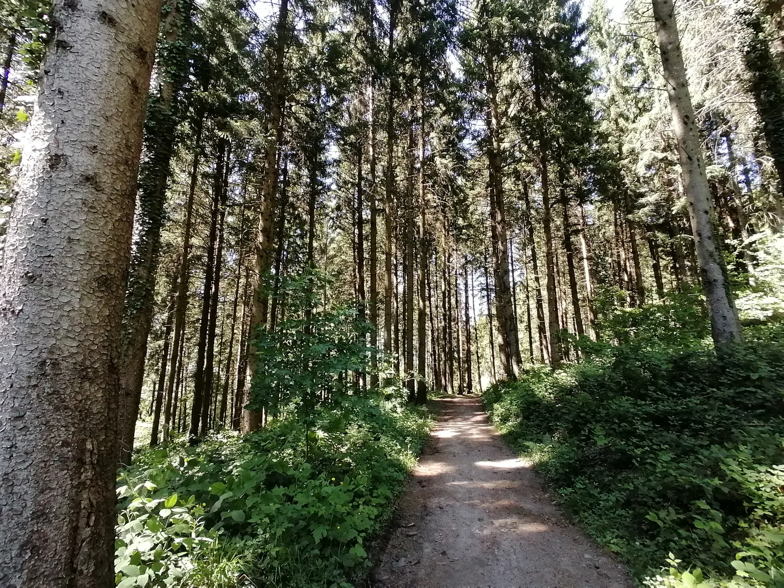 Chemin de Vtt