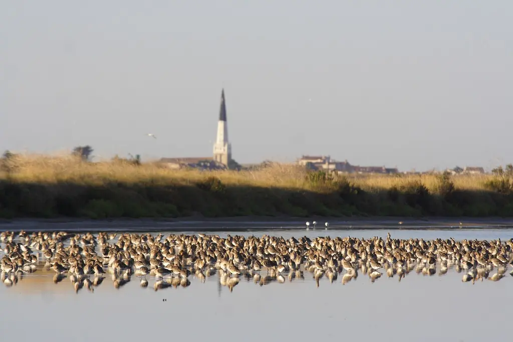 Paisaje y aguja colinegra