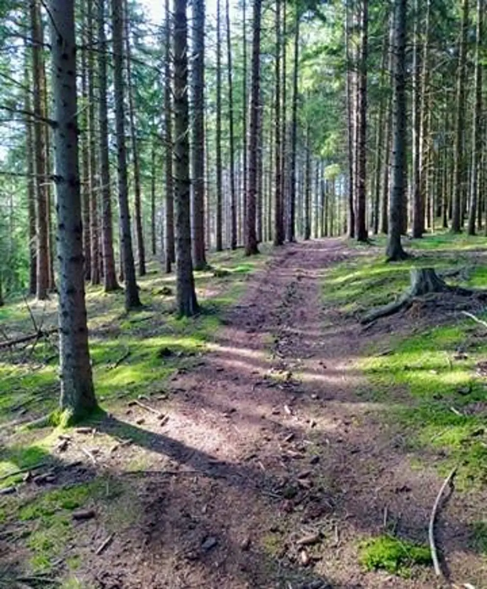 Sur la piste des arbres
