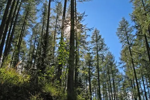 Forêt de Ratery