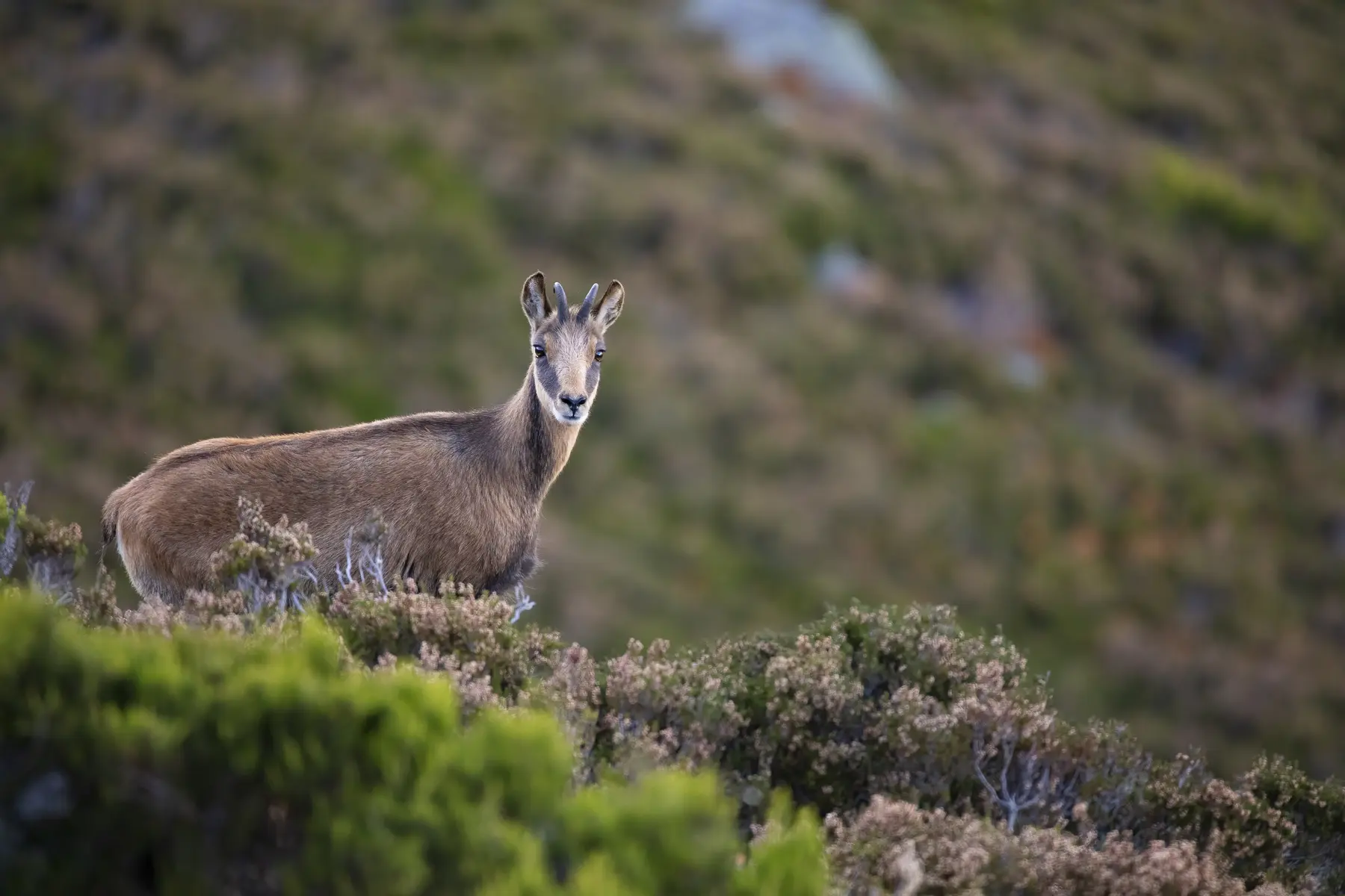 Photo Chamois
