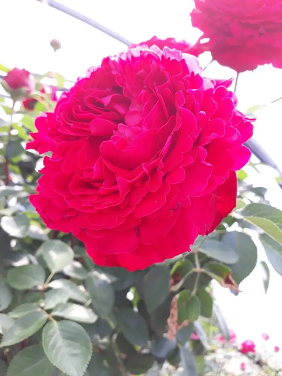 Les Jardins de Christine Valernes