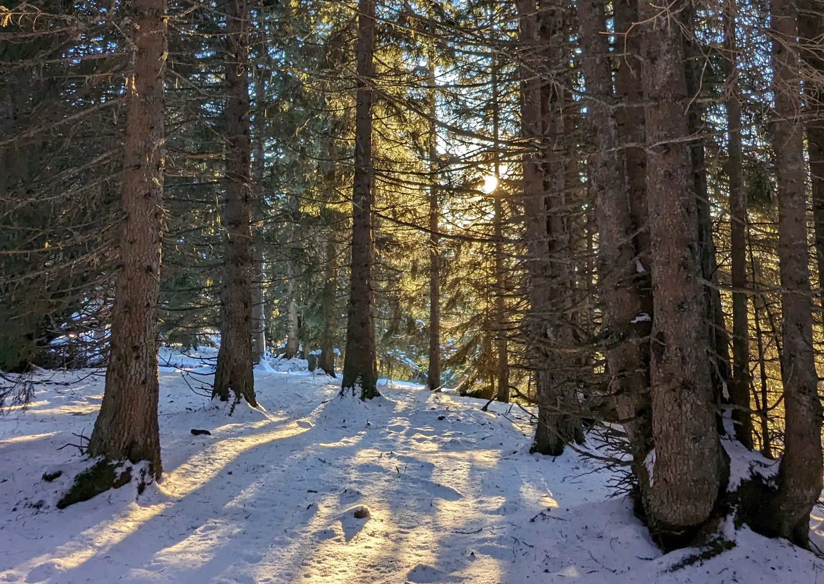 Une forêt enneigée dans l'ombre du soleil.
