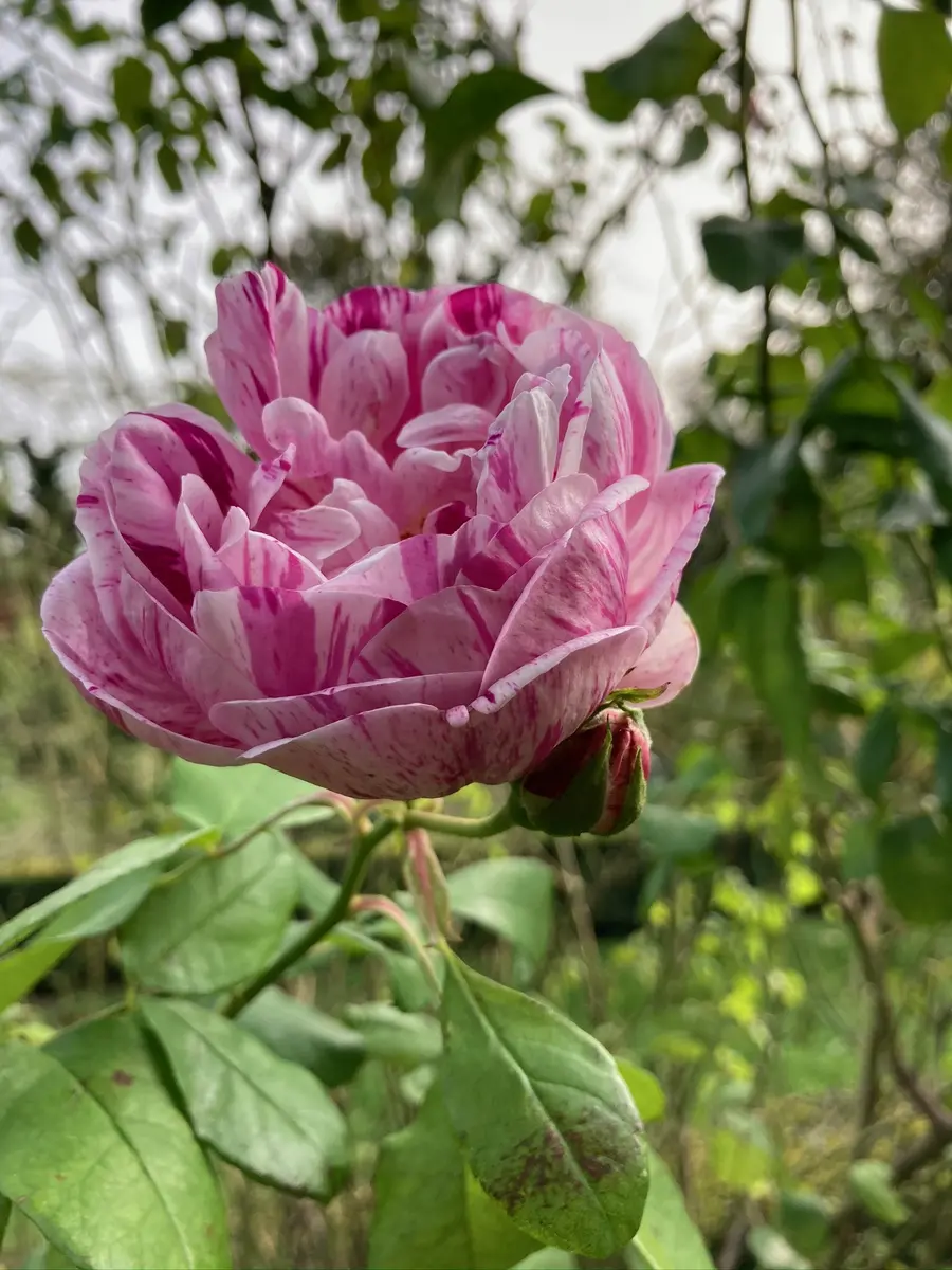 Jardins de la Croze
