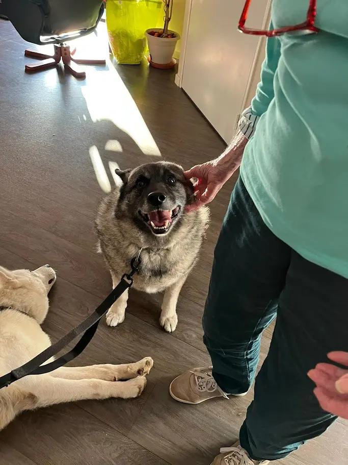 Chiens de traineau médiateurs avec Travel Dog