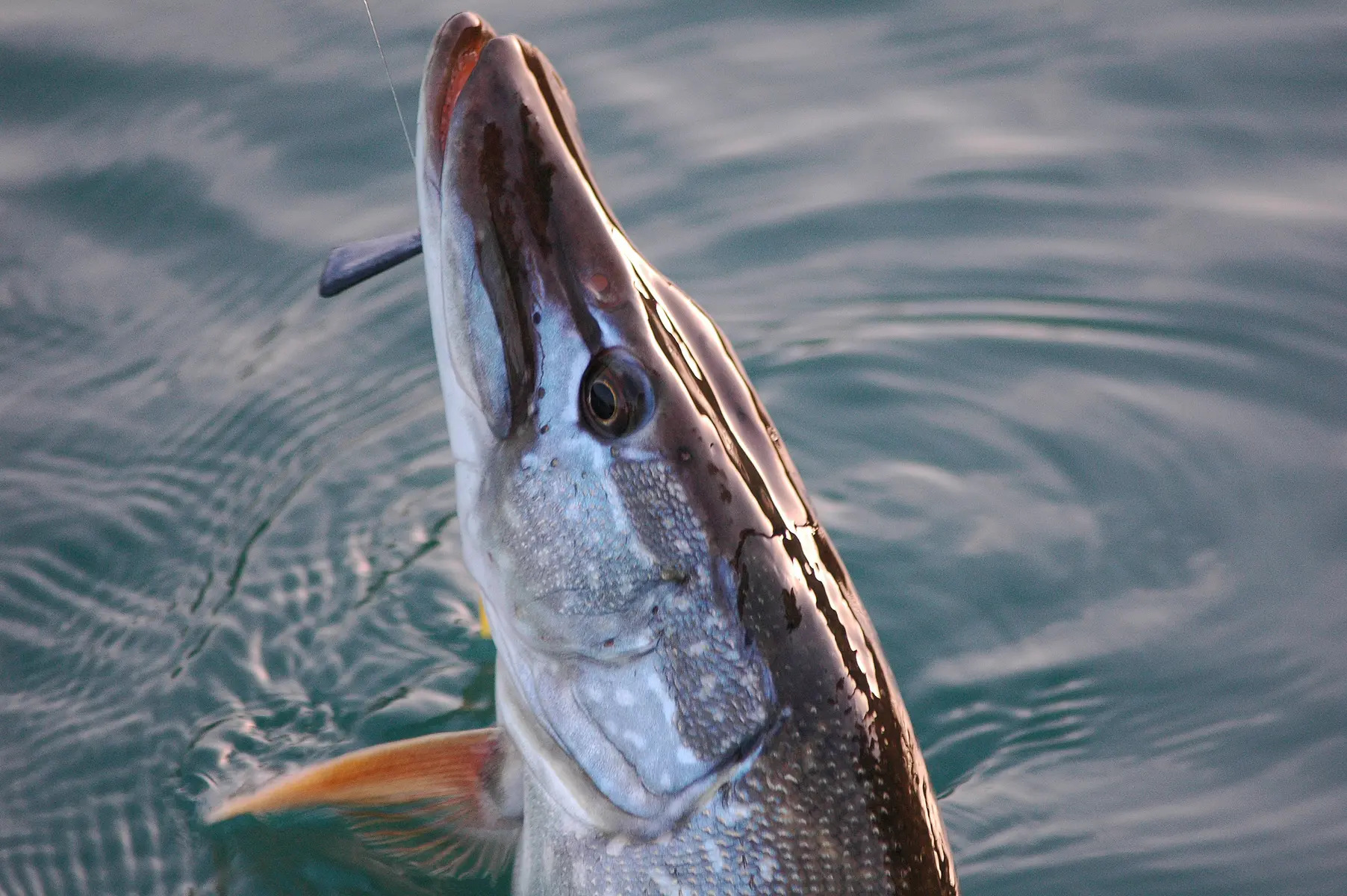 Brochet