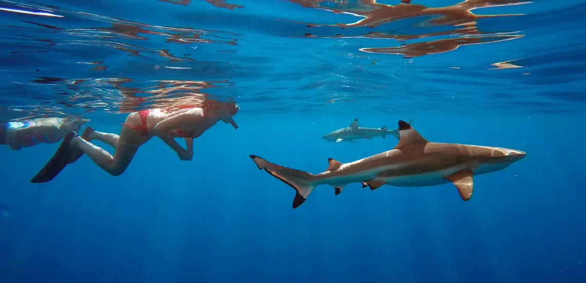Moorea Ocean Adventures