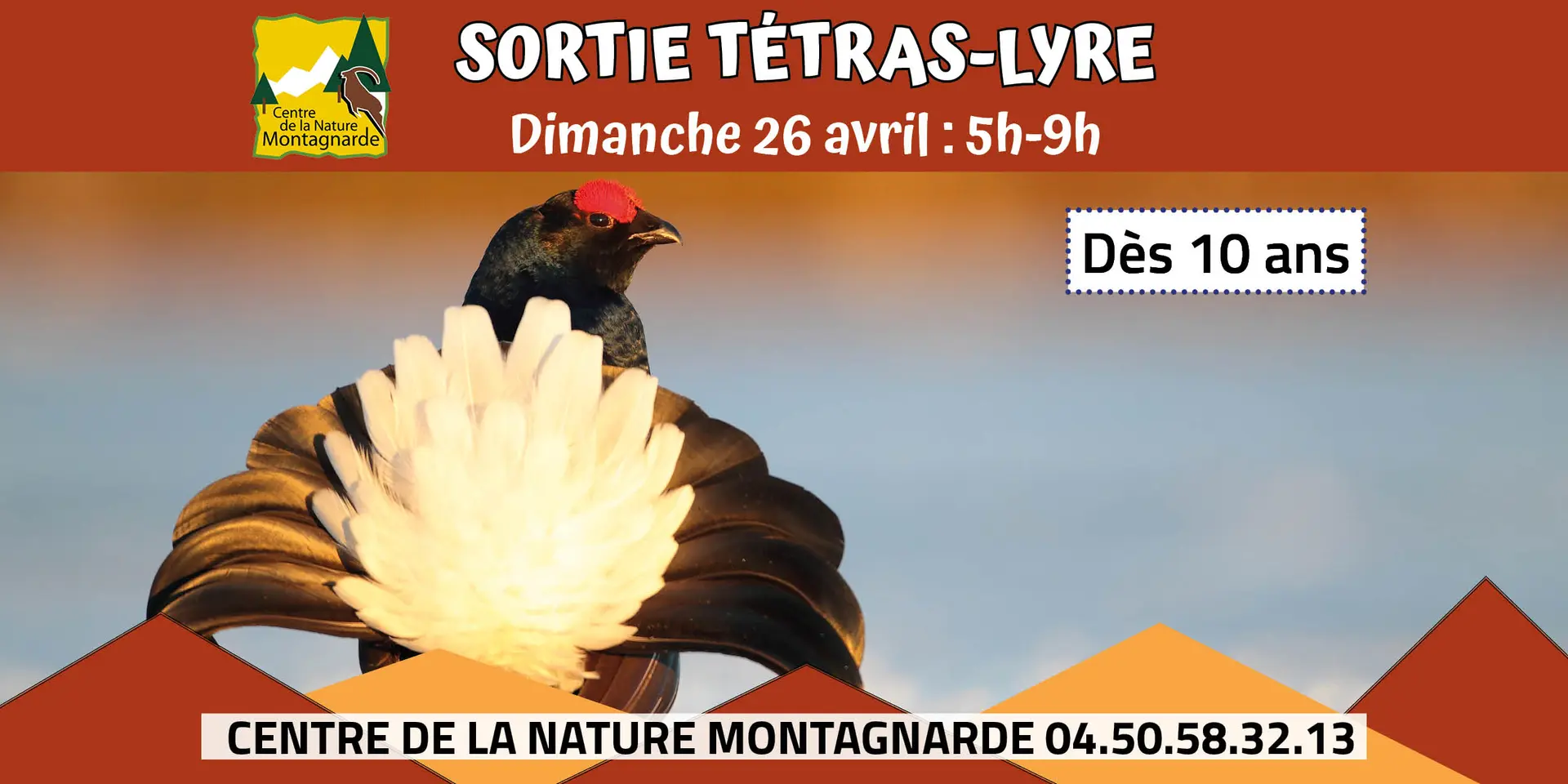 Tétras Lyre