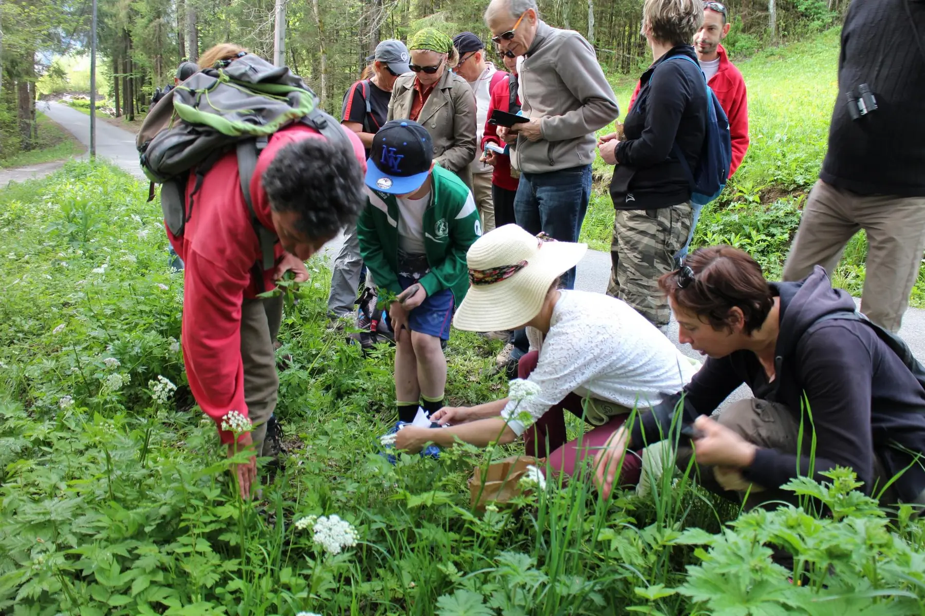Découverte des plantes de montagne