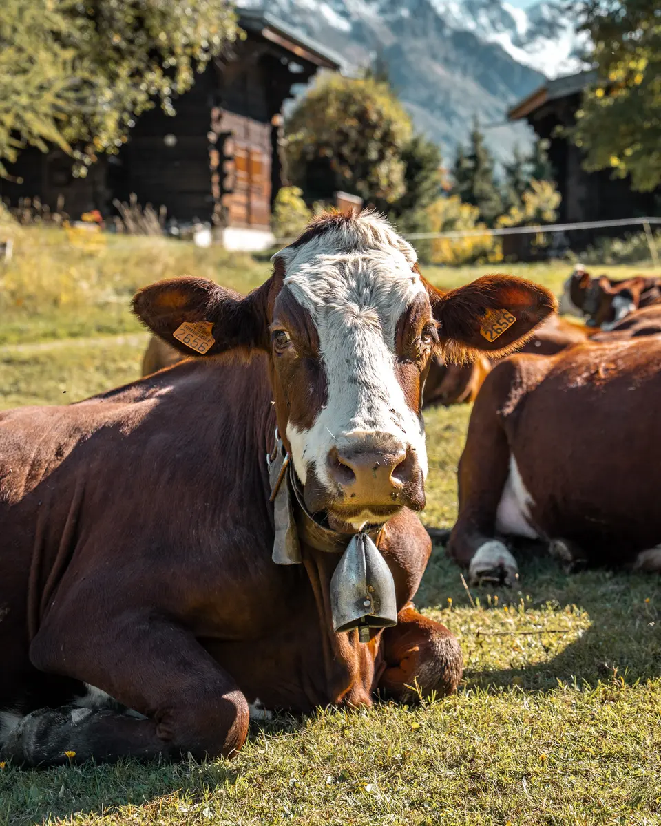 Randonnée pastoralisme_Les Contamines-Montjoie