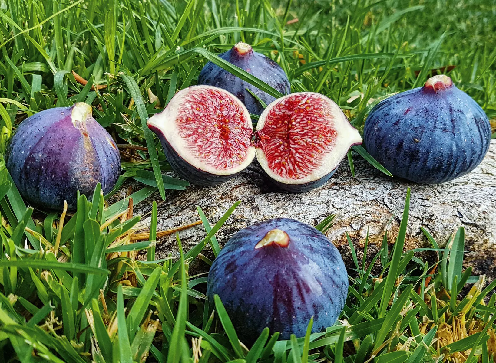 SOLÉA_Solliès-Pont