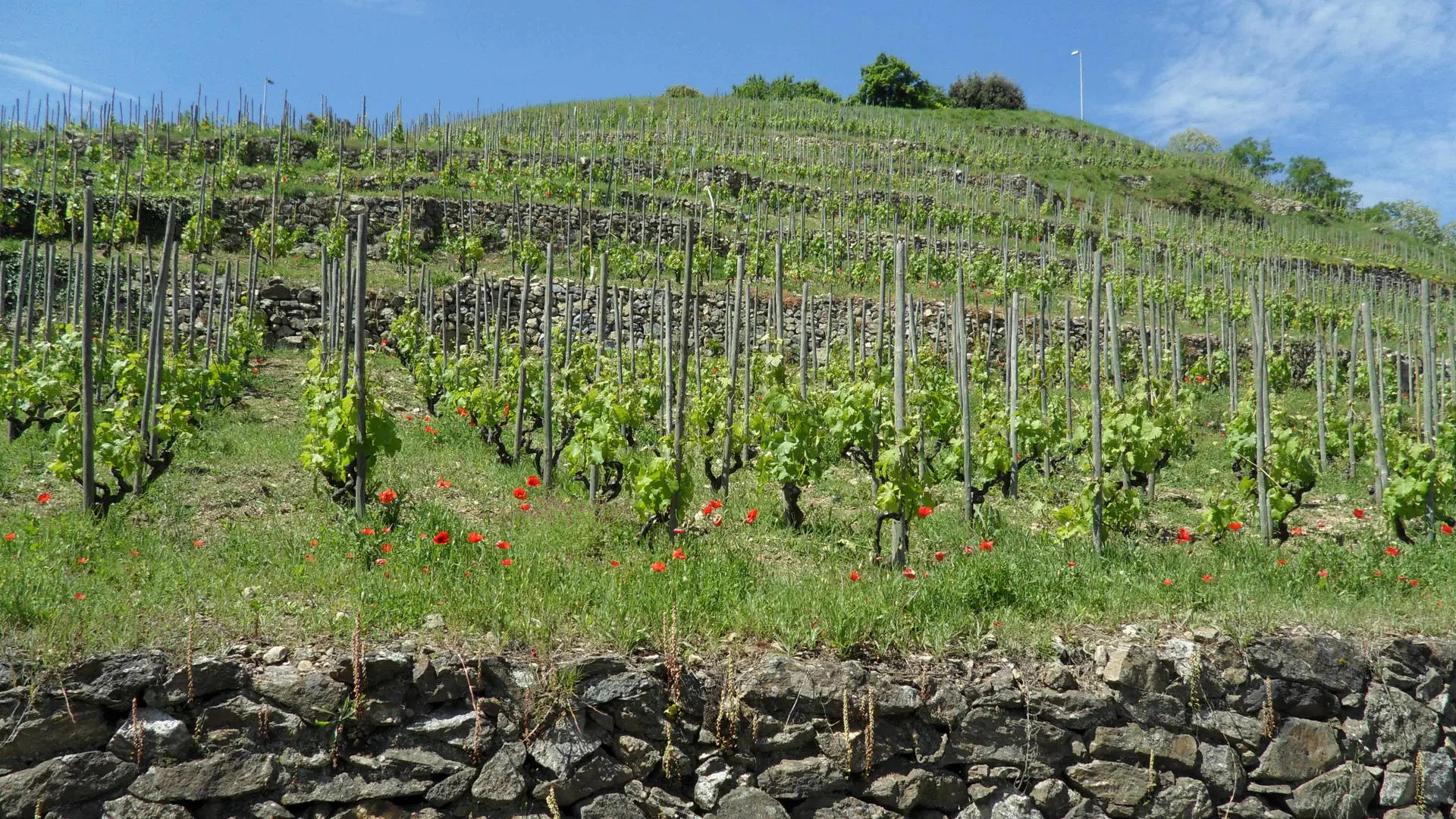 Vignes et Coquelicots