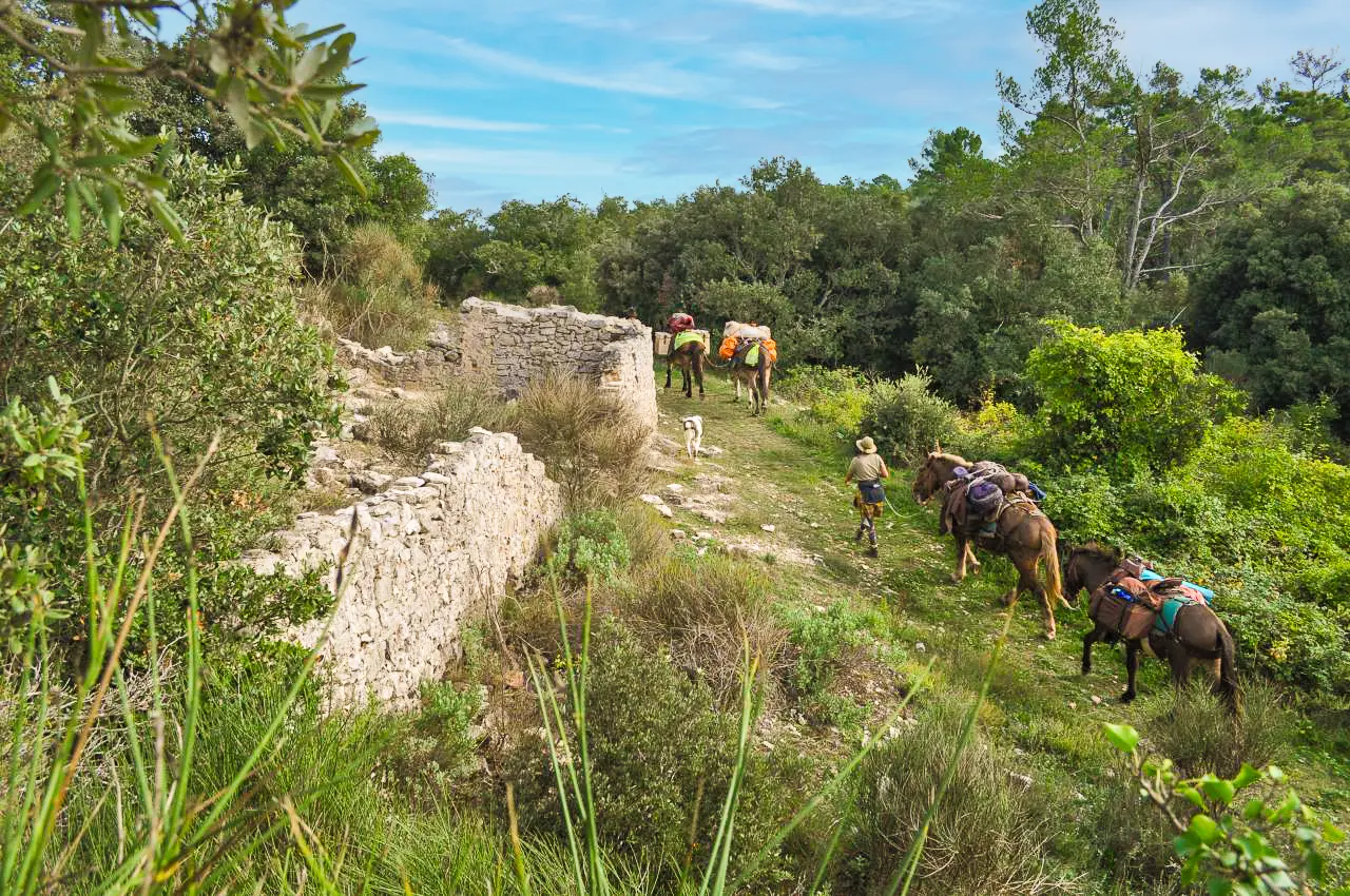 Randonnée à la journée avec mules et muletiers à  Cuers