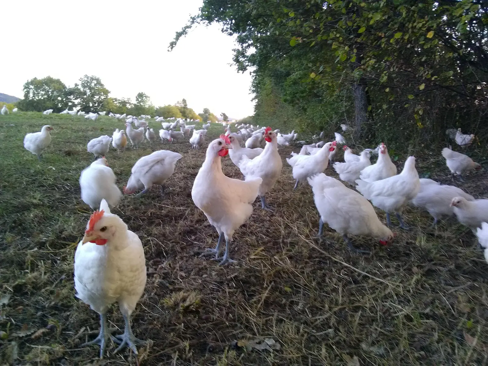 Les volailles de Bresse en plein air