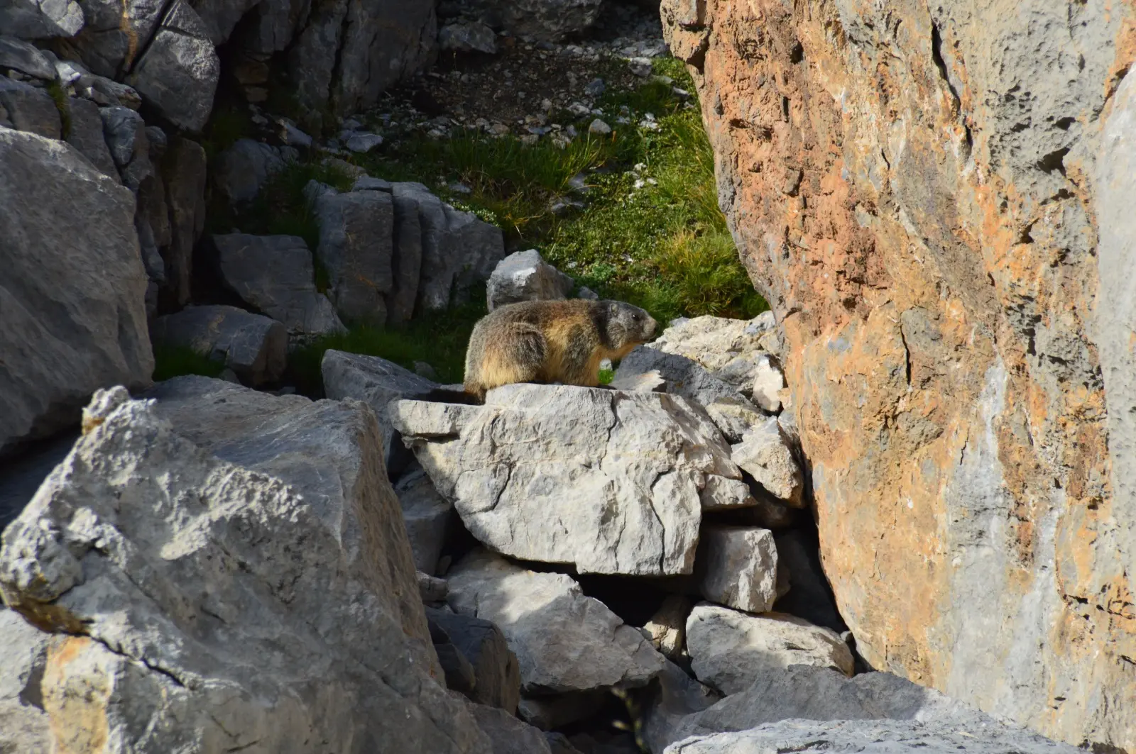 Marmottes en montagne