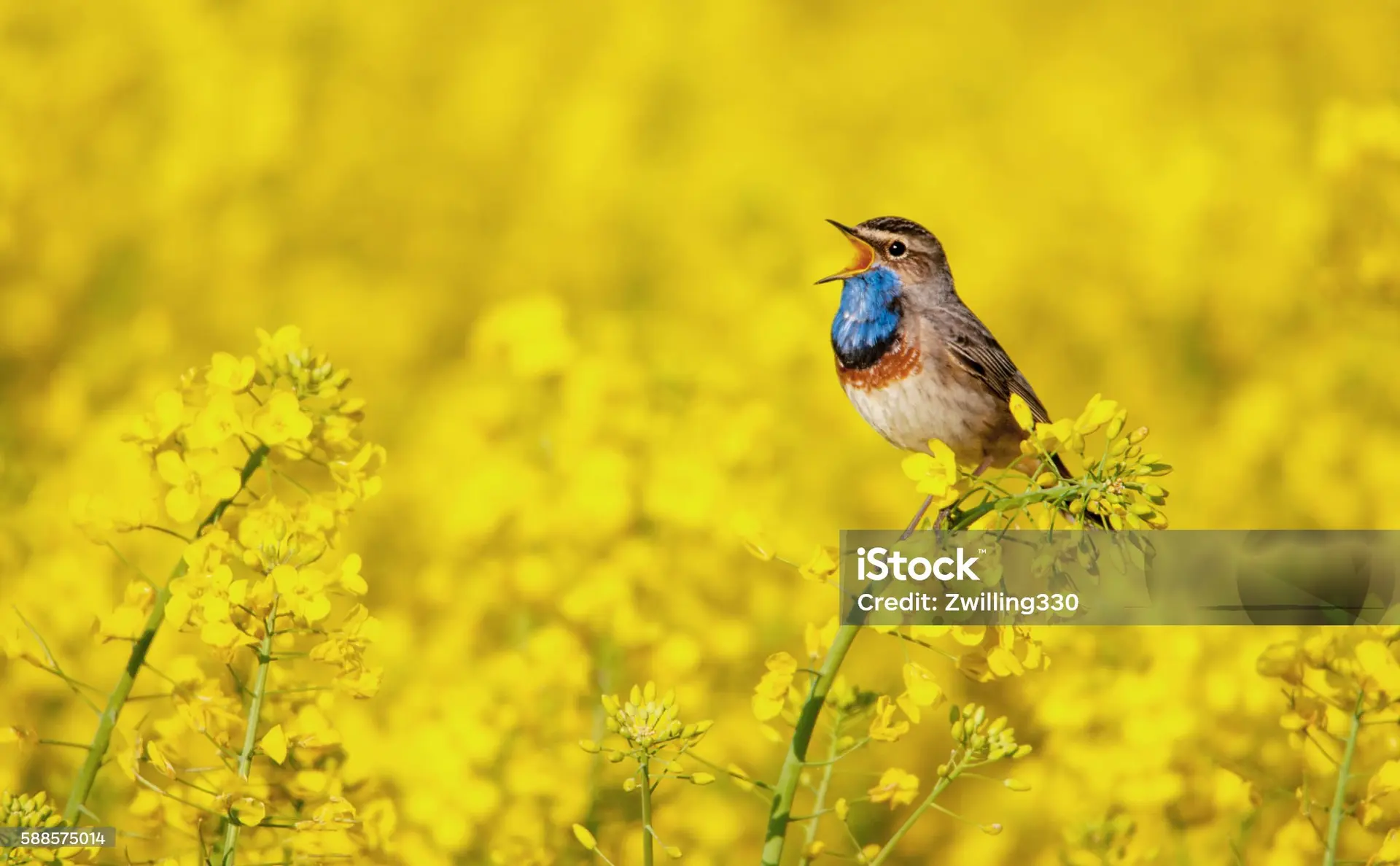 Balade sur les chants d'oiseaux_Arcon