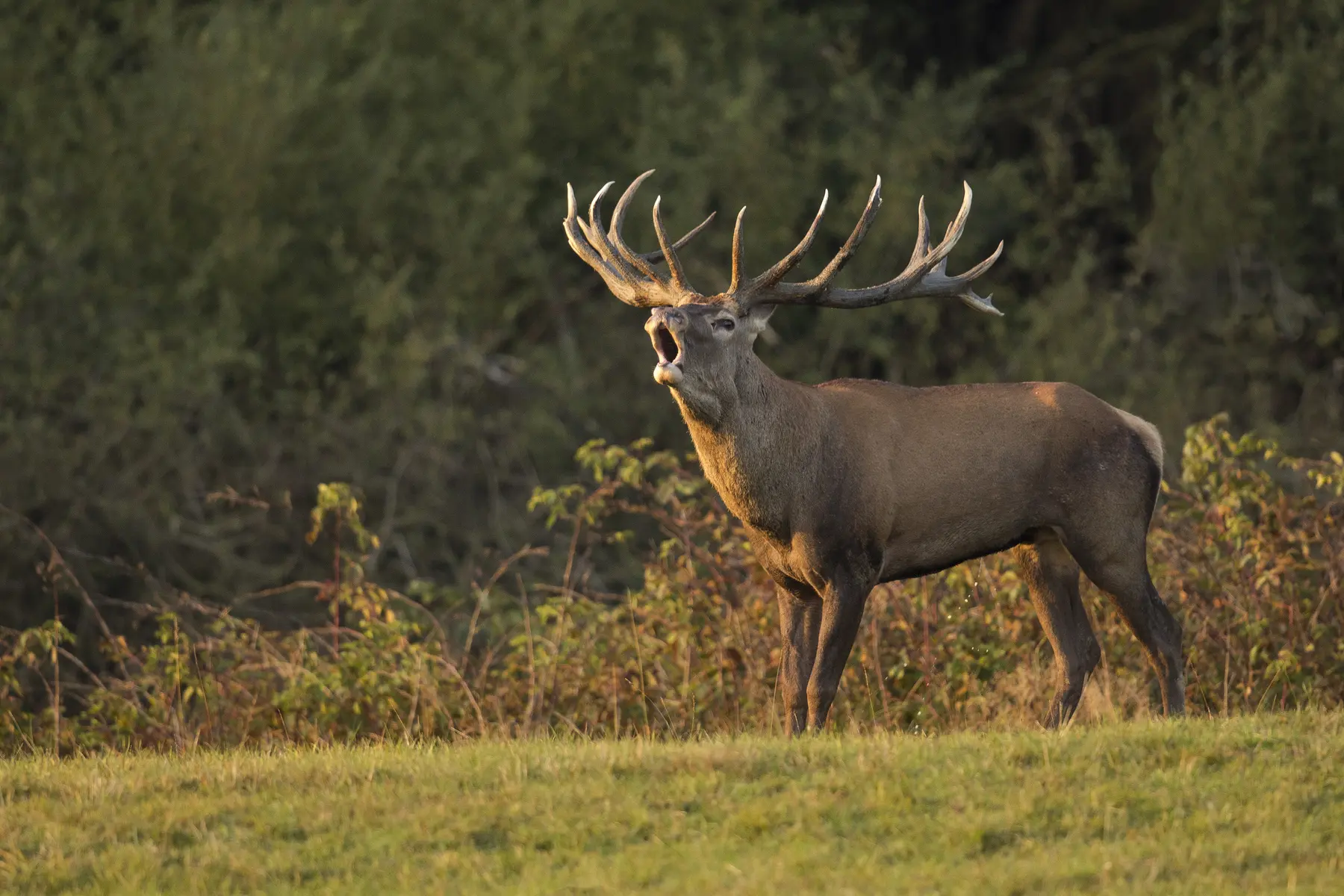 Cerf