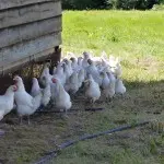 Volaille de Bresse près du poulailler