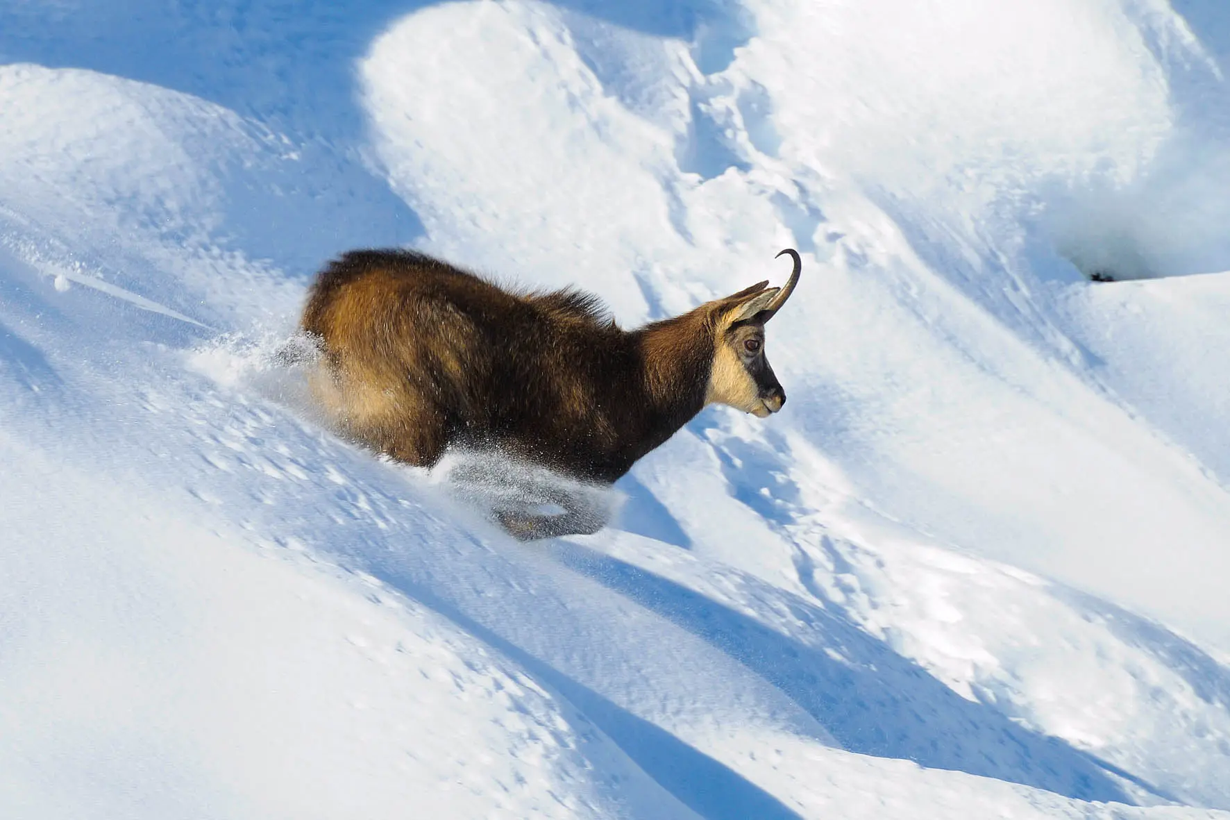 Randonnée découverte et observation des chamois_Auzet