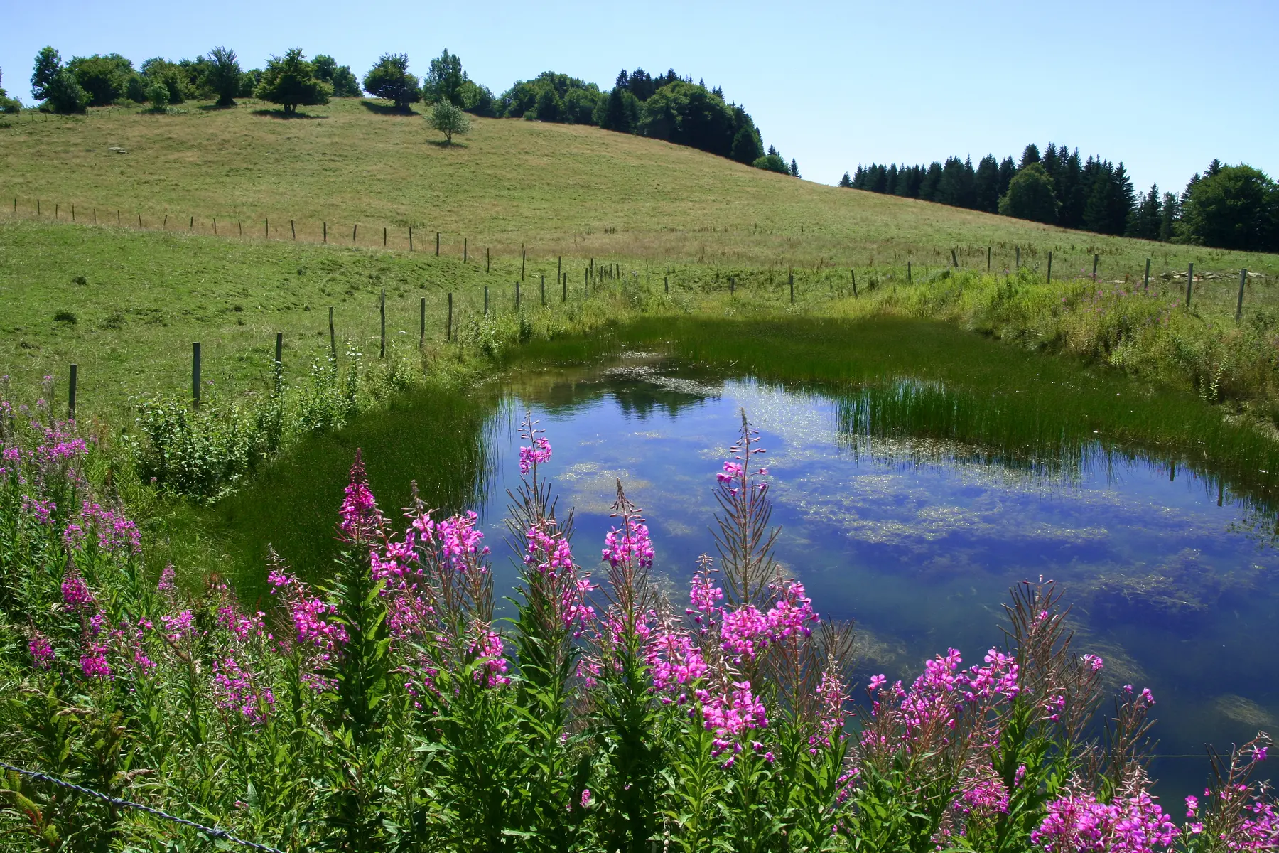 Sentier de la Sauge