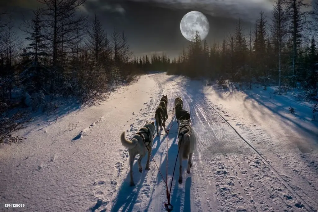 Sortie nocturne avec chiens de traineaux_Molines-en-Queyras