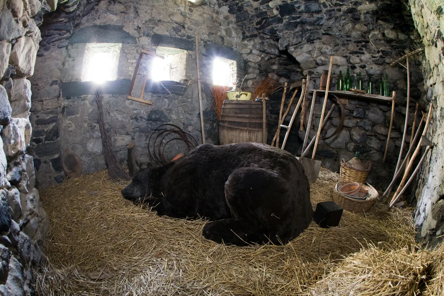 Le Donjon de l'ours qui dort