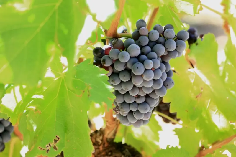 Hoquel Alain / Coll.CDT Vaucluse