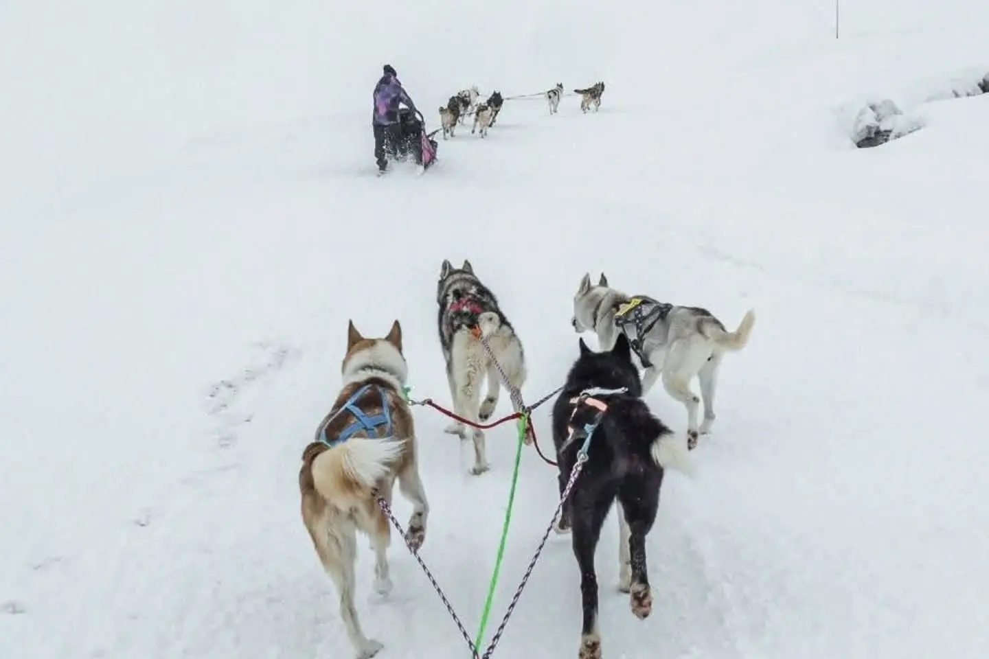 Chiens de traîneau randonnée aventure - Alpi Traineau_Saint-Léger-les-Mélèzes