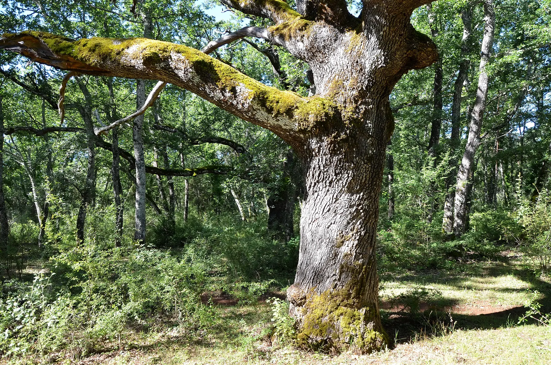 forêt du défens