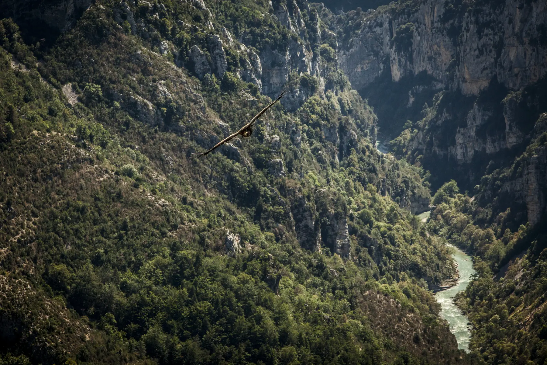 Vautour dans les Gorges du Verdon