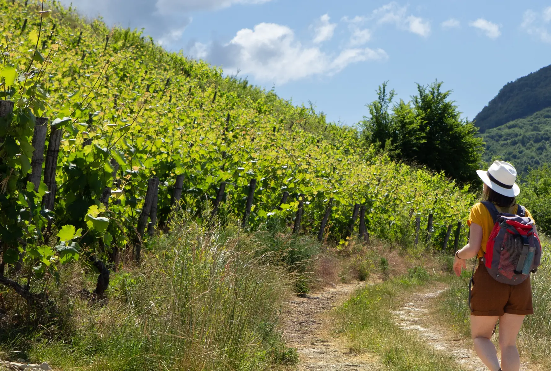 Vigne du Bugey