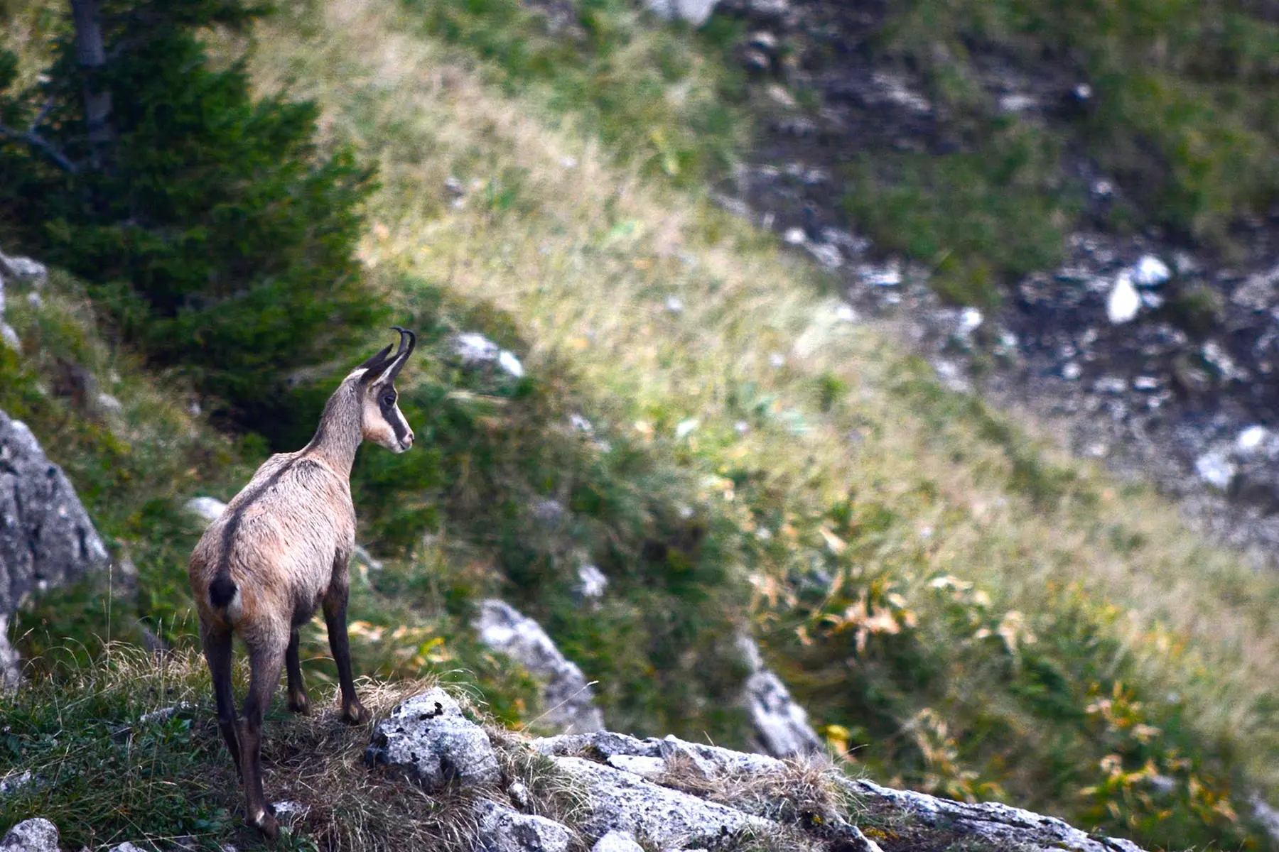 Rando à l'affut des chamois
