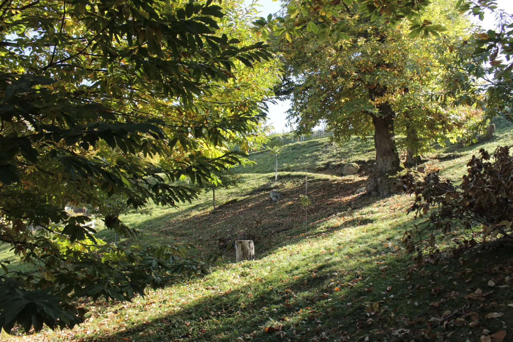La châtaigneraie
