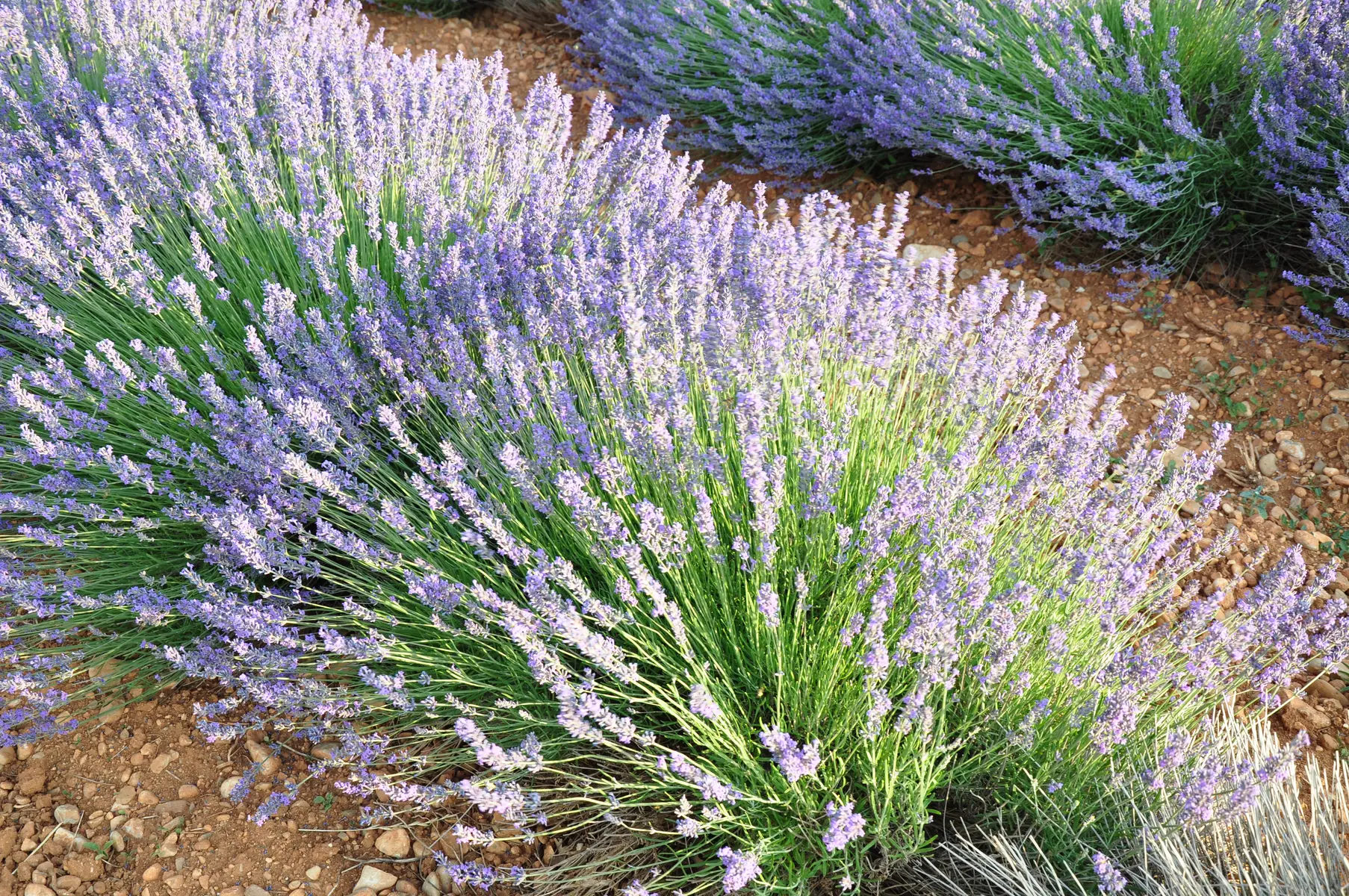 Lavande Argens