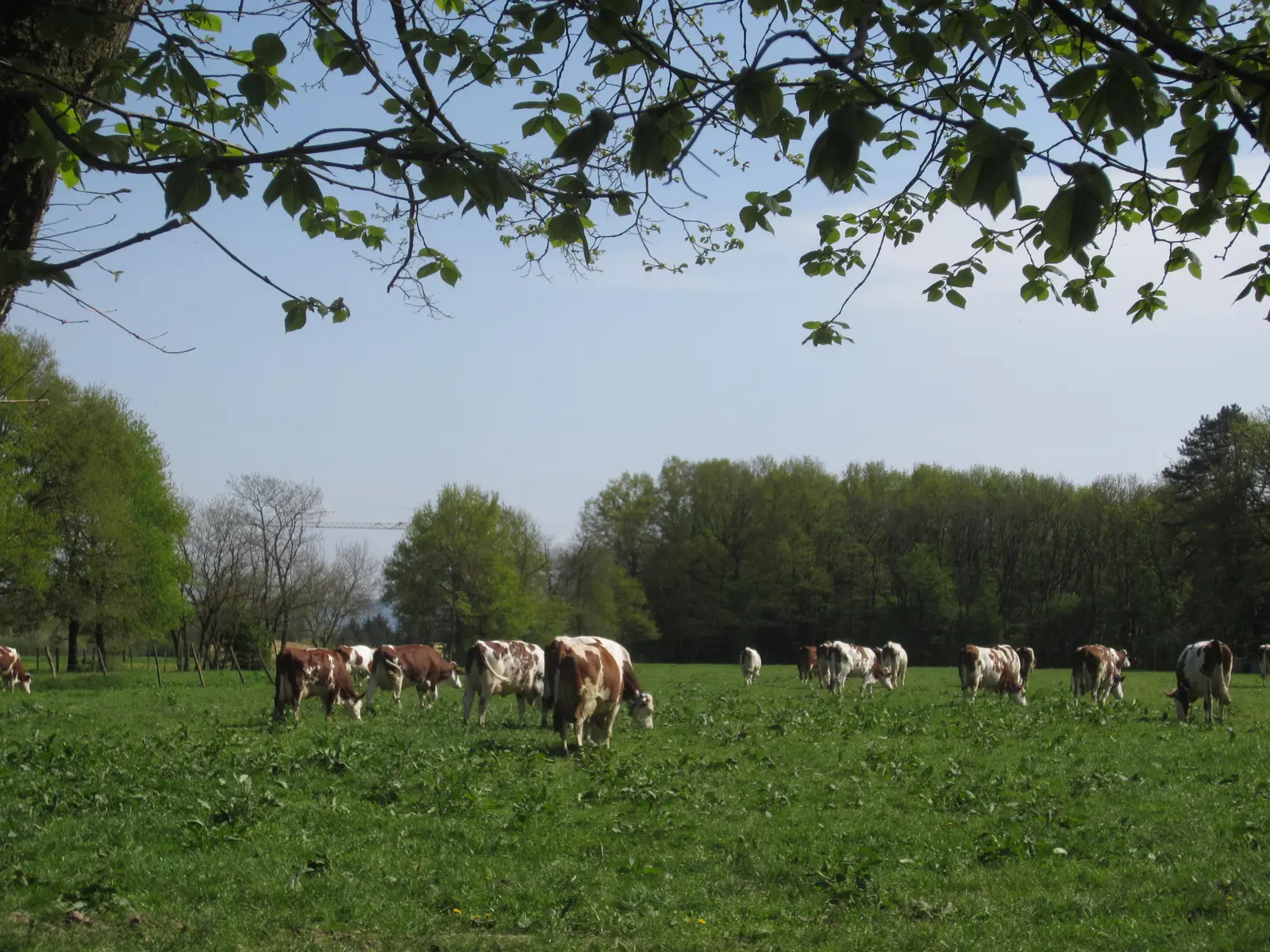Vaches laitières au pré