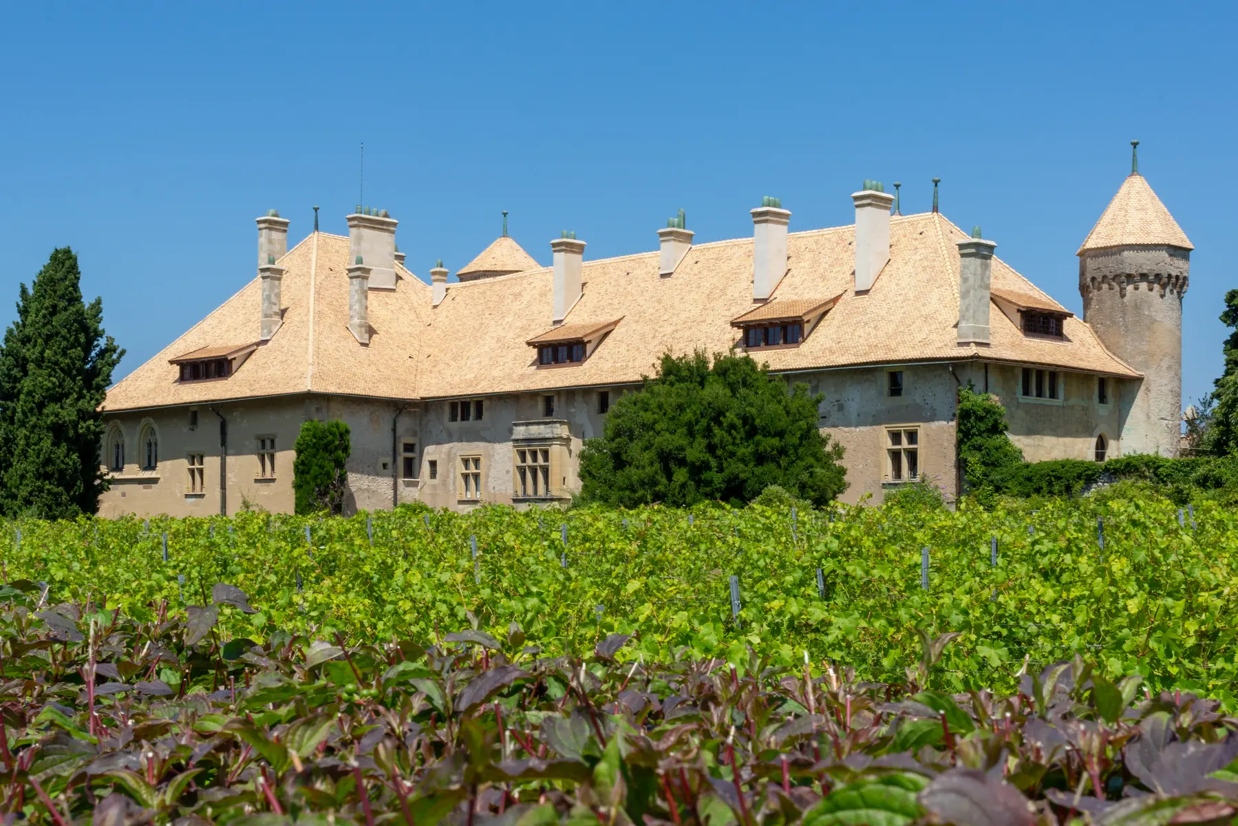 Vue sur le château de Ripaille depuis les vignes