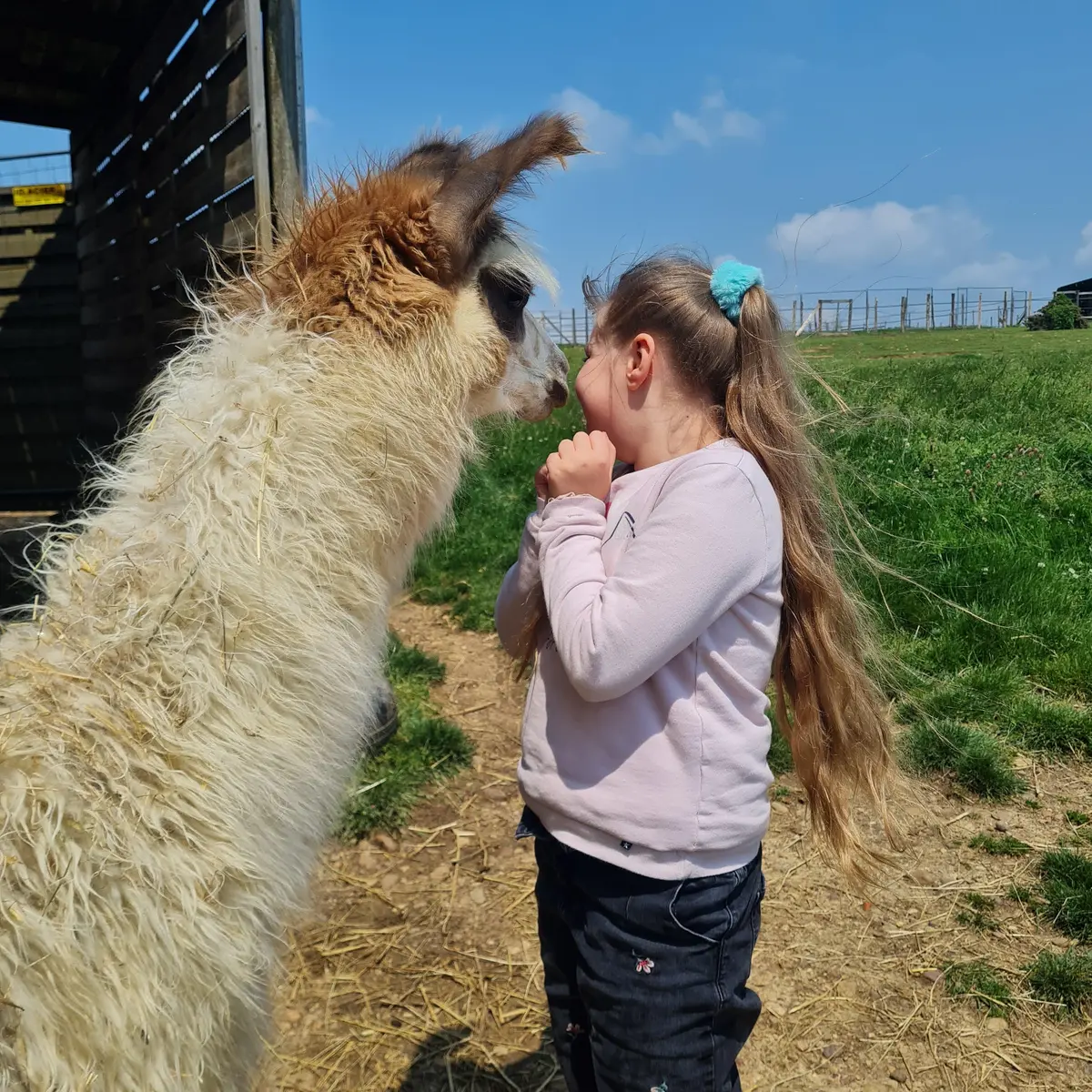 photo montrant une enfant avec un lamas