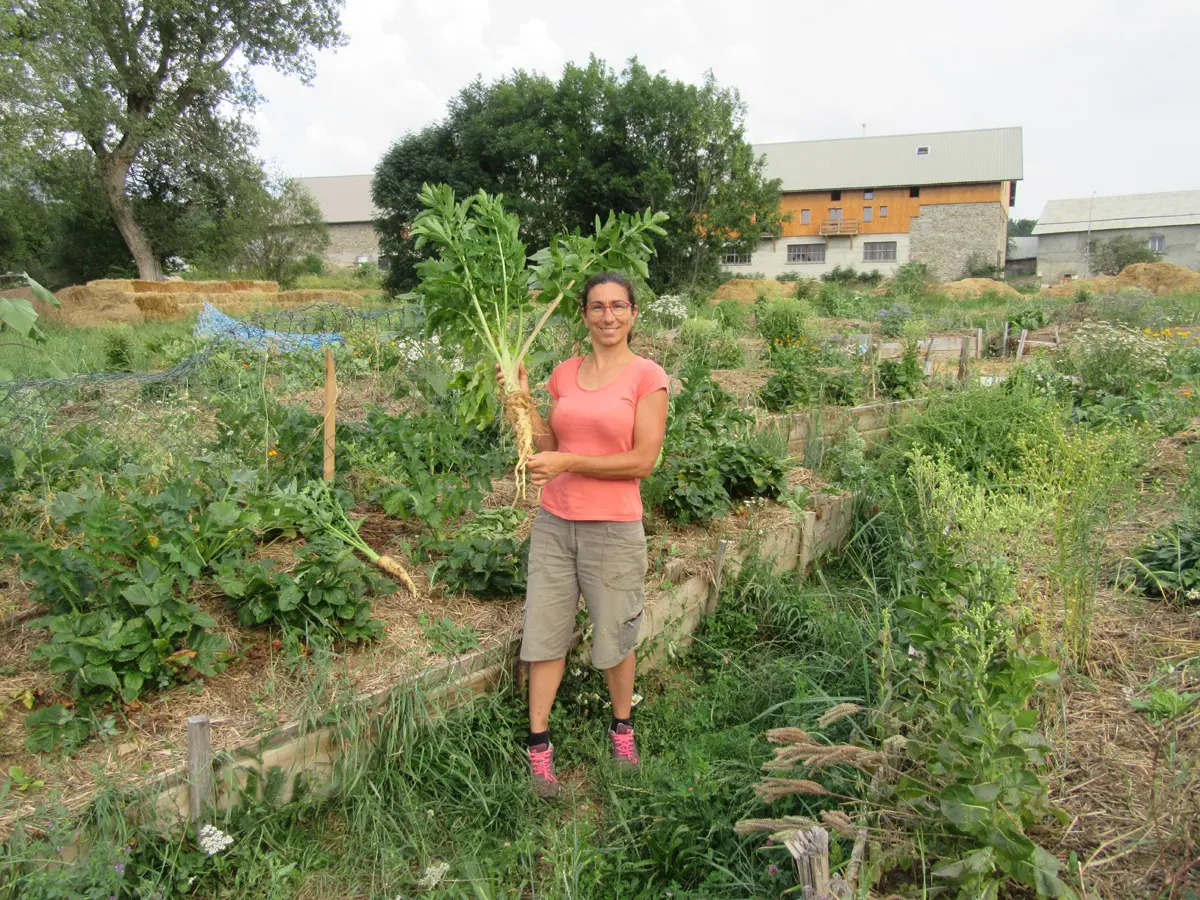 Les Soldanelles à Ancelle, vallée du Champsaur