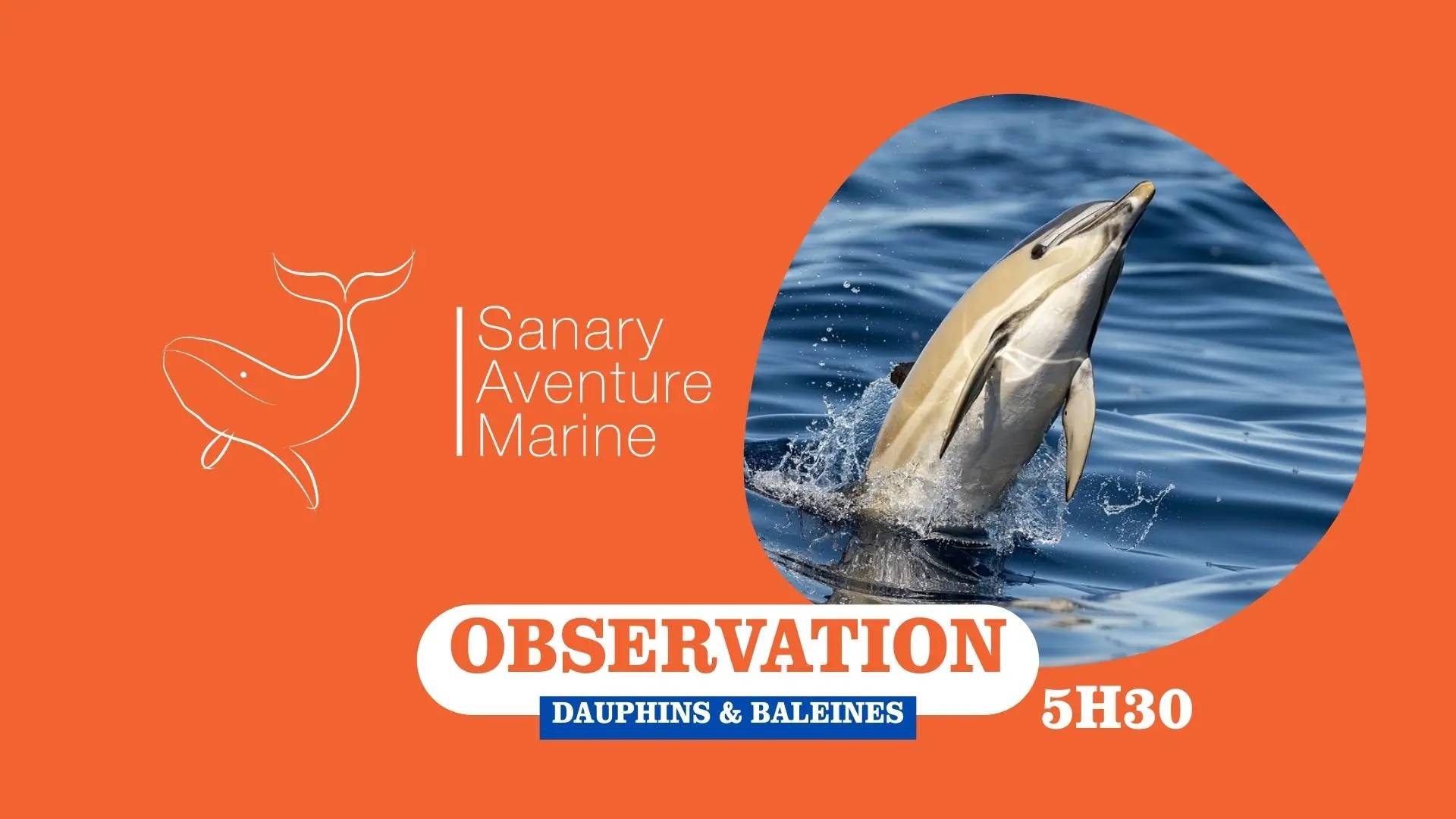 Observation des dauphins & baleines (5h30) | Sanary Aventure Marine_Sanary-sur-Mer