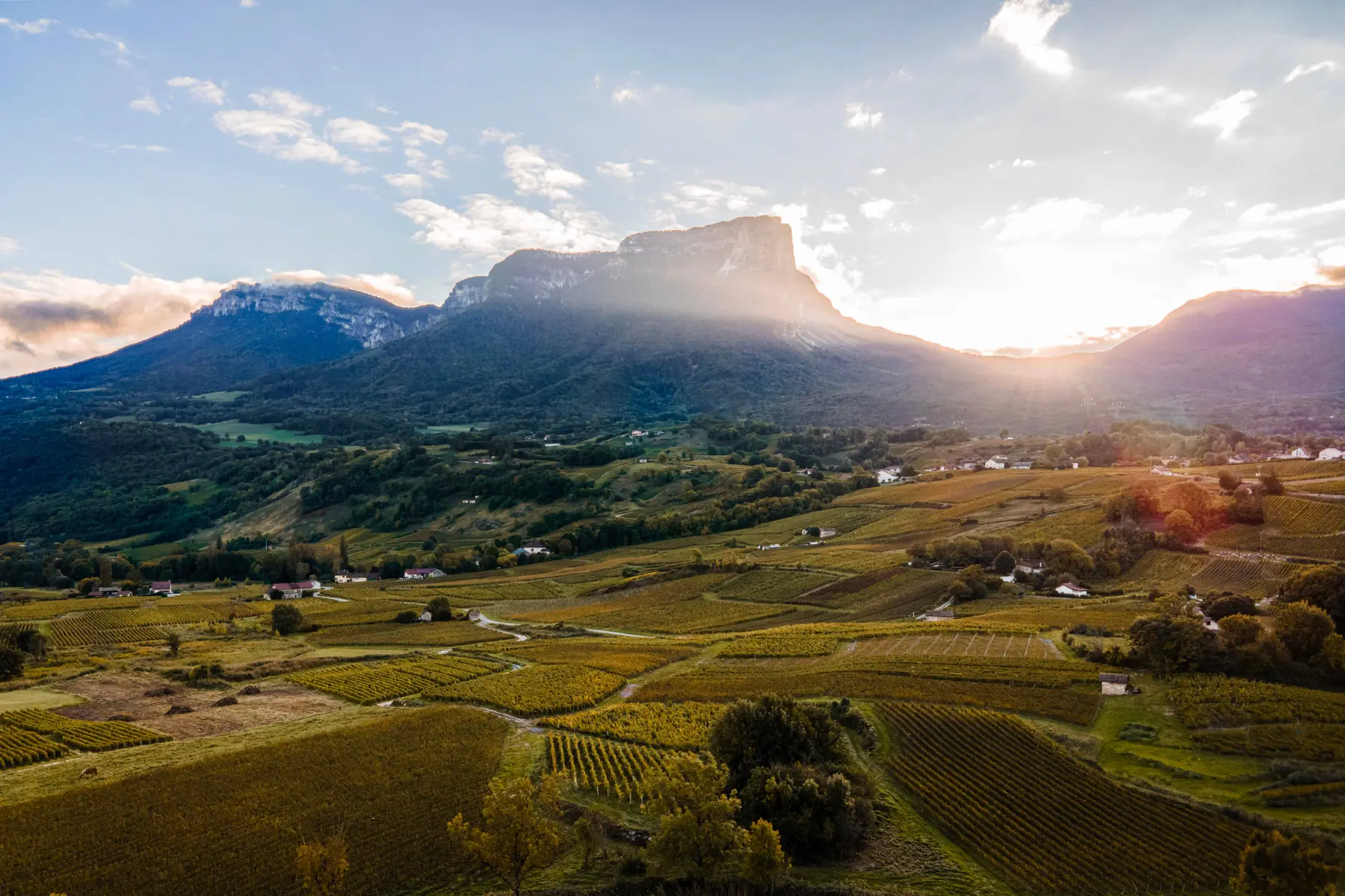Mont Granier surplombant le vignoble