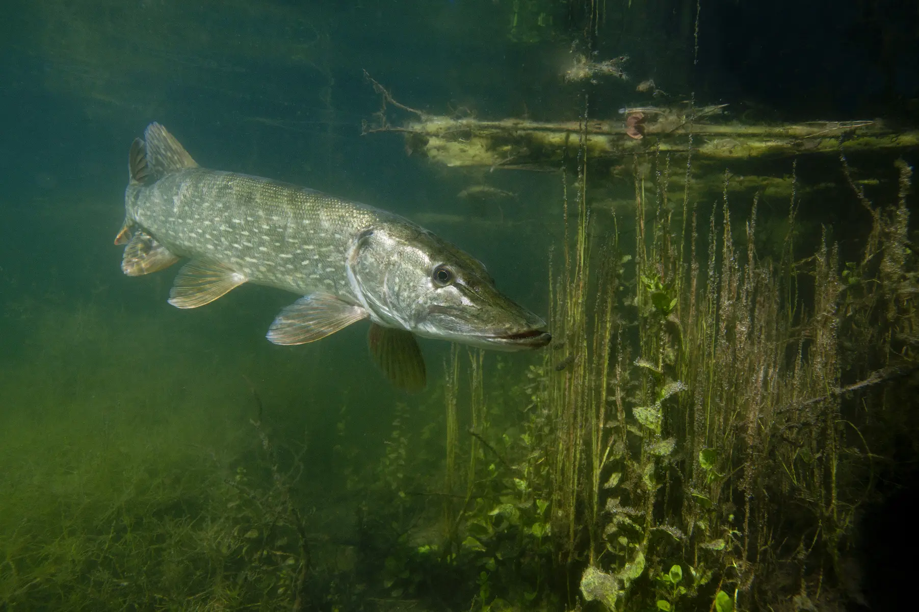 Brochet